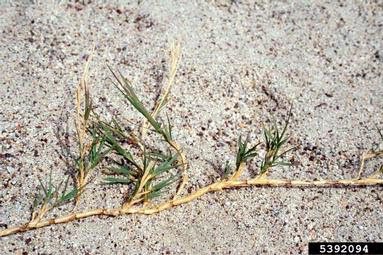 bermudagrass