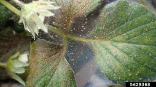 Spider Mite