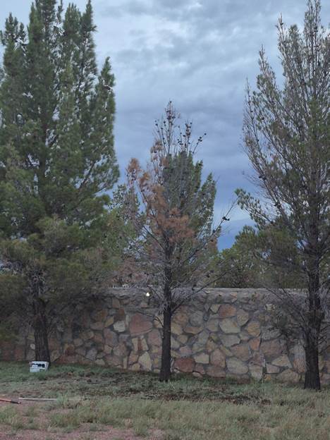 couple of afghan pine tree near a rock wall
