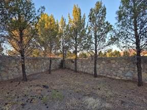 more afghan pine trees along a rock wall
