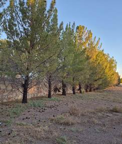 another image of afghan pine trees along a rock wall