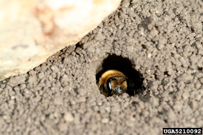 andrena bee