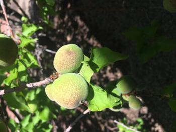 Image of green apricots on a tree