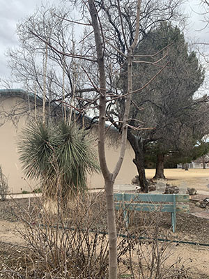 Image of a young ash tree by a building and a blue bench