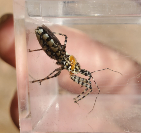 assassin bug