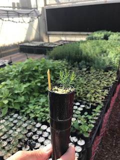 baby conifer seedling