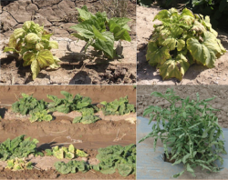 Image of Beet curly top virus on bean, pumpkin, spinach, and tomato plants