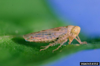 beet leafhopper adult
