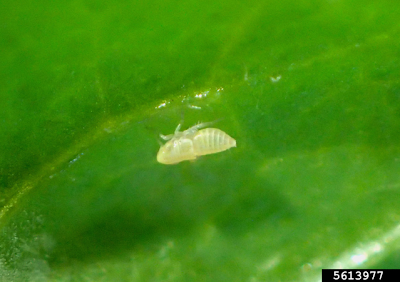 beet leafhopper nymph