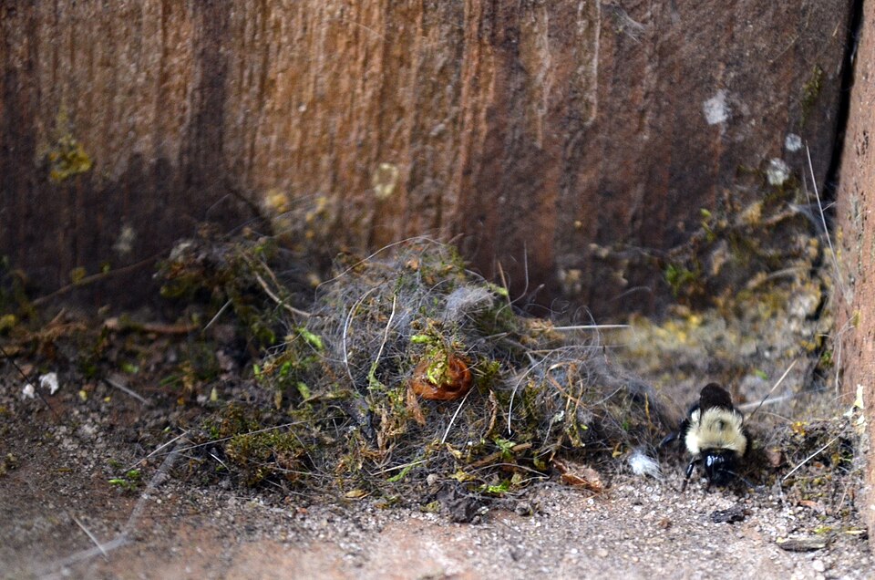 bumblebee nest
