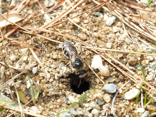 cellophane bee