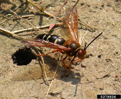 cicada killer wasp