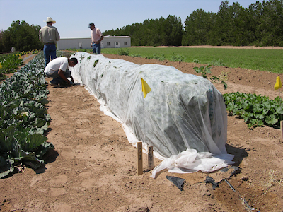 a row of covered tomato plants