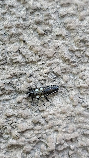 Cottonwood Leaf Beetle Larvae