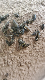 Cottonwood Leaf Beetle Larvae