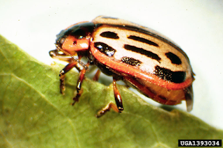 Cottonwood Leaf Beetle