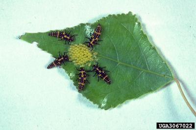Ladybug eating Cottonwood Leaf Beetle eggs