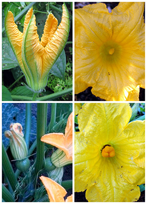 Image of yellow flowers