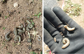Image of cutworms