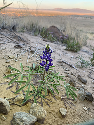 Image of purple wildflowers in the desert