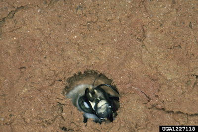 digger bee