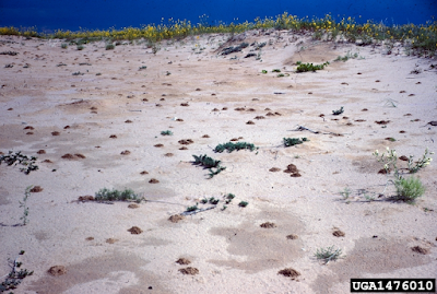 digger bee nest