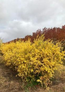 Image of fall tree with yellow leaves