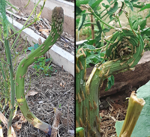 Image of updated asparagus stalks