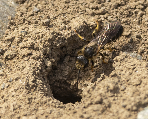 furrow bee