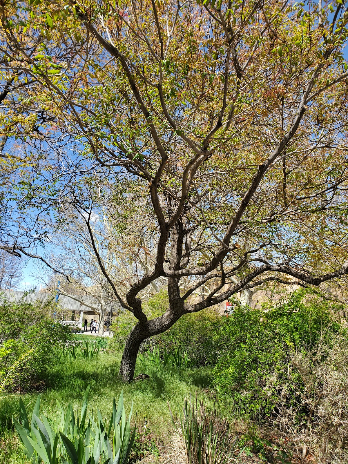 golden rain tree
