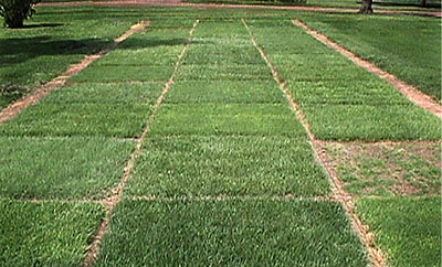 Image of green turf grass squares