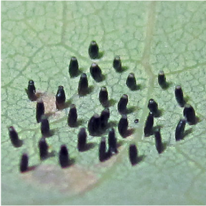 Image of lace bug eggs