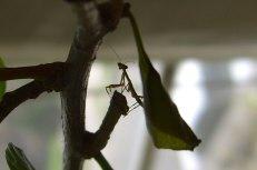 Image of a praying mantis on a leaf