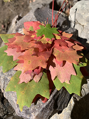 Image of colorful maple leaves