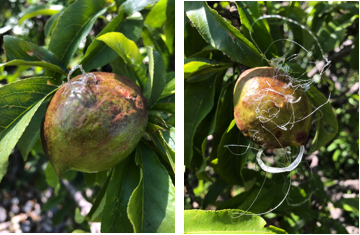 Images of nectarines with ooze