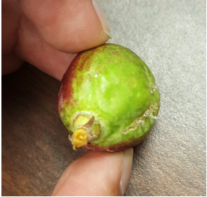 Image of wounded portion of immature nectarine in Albuquerque