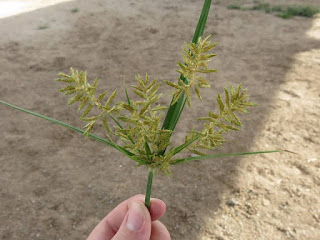 Image of a yellow nutsedge seedhead bunch