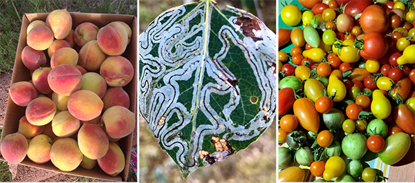 Image of peaches, tomatoes, and a leaf with pests