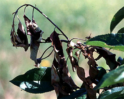 Image of a drooping pear tree branch