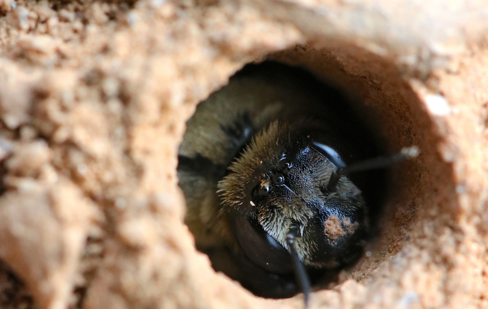 a bee peeking out of its nest