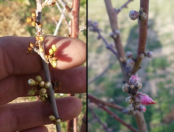 Image of plum buds vs. peach buds