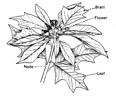 Image of the parts of a poinsettia