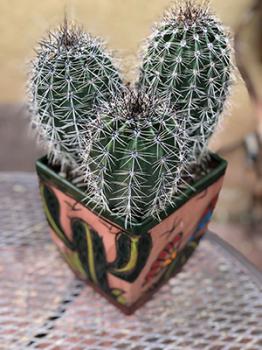 Image of a potted Sonoran saguaro