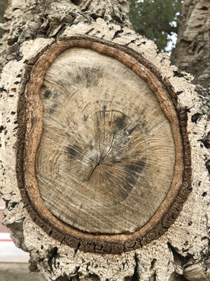 Image of a tree branch properly pruned