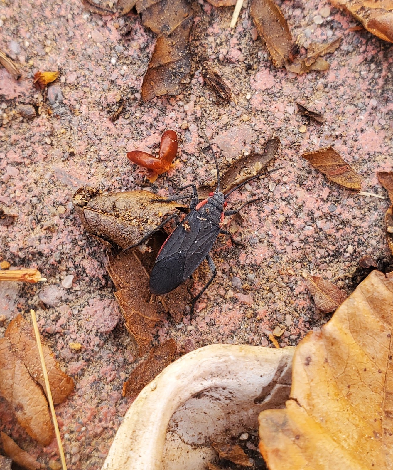 red shoulder bug amongst leaves