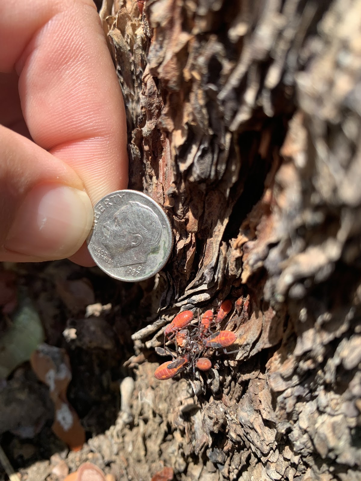 red shoulder bug compared to dime