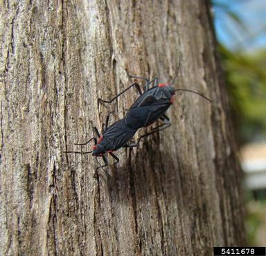 mating red shoulder bugs