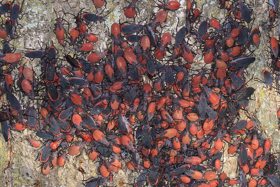 congregating red shoulder bugs