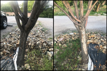 Image of a damaged crabapple tree