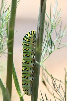 Image of green caterpillar